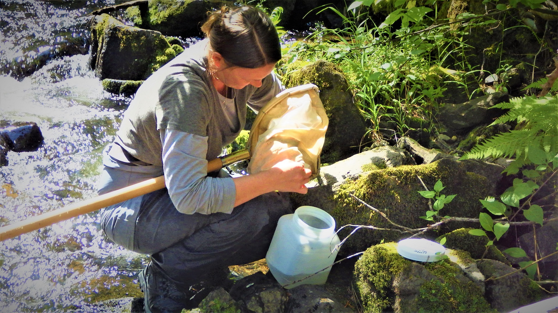 A crewmember with a net and a bug jar collecting a sample of stream bugs.