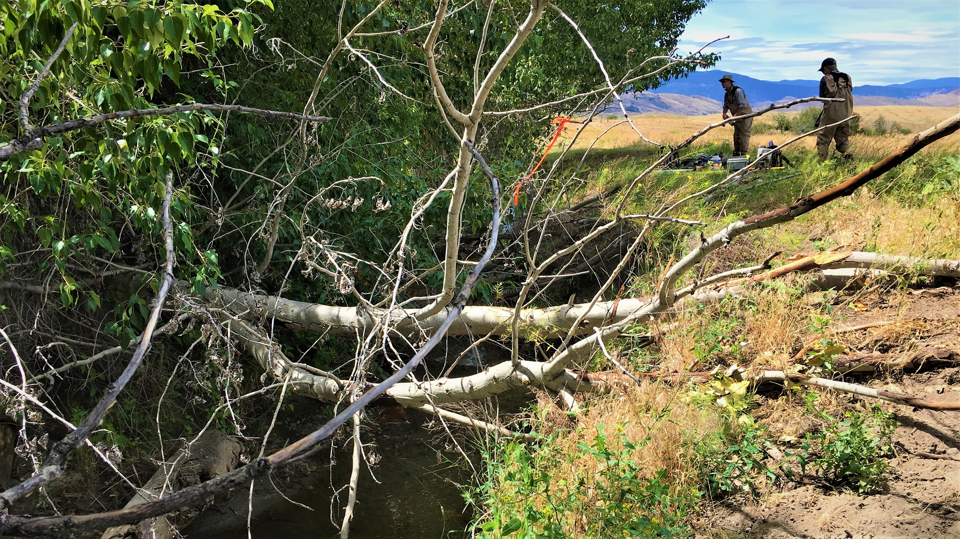 A stream with multiple dead branches and two people standing on the bank