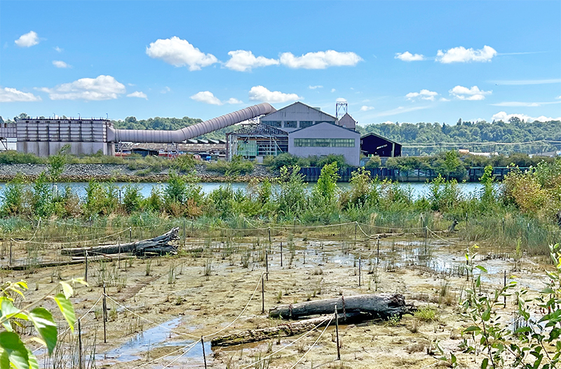 Foreground: newly planted restoration area with fringe of larger vegetation on riverbank. Background: dilapidated building across the river.